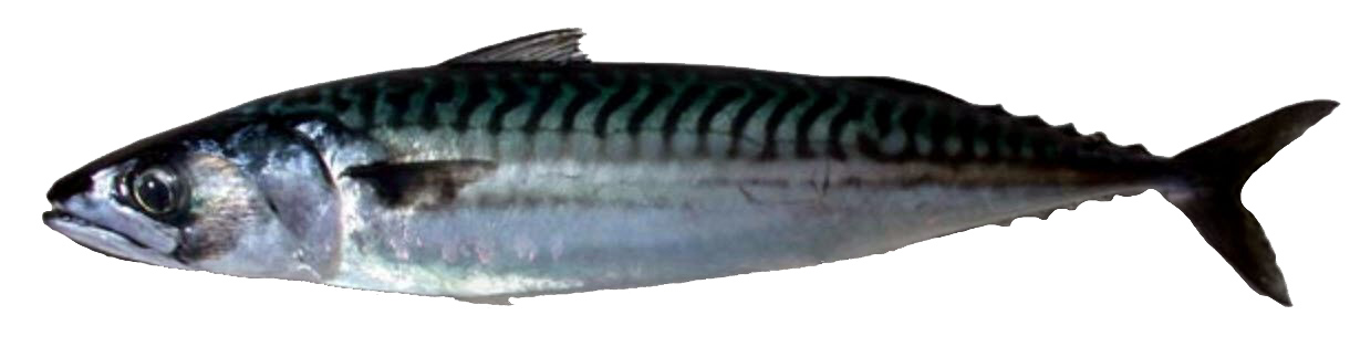 Scomber scombrus_03_jpg